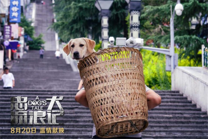 v4搜救犬叮当真实原型改编  《忠犬流浪记》 8月20日催泪上映(1)(1)(1)544.jpg